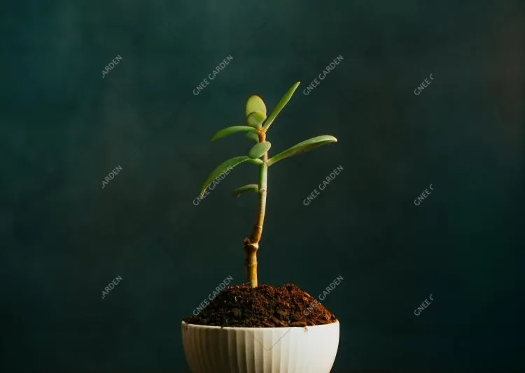 What Is The Easiest Flower To Grow In Flower Pot?