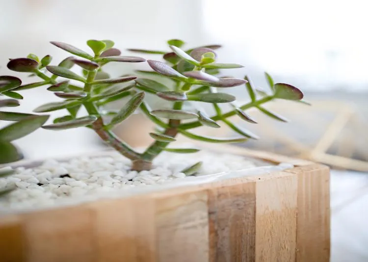 What Are The Advantages And Disadvantages Of Stainless Steel Planters?