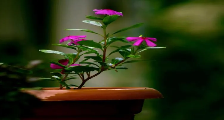 How Long Do Steel Planters Last?