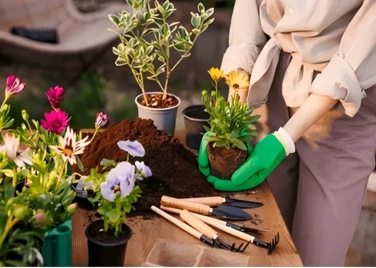 What To Look For When Buying Plant Pots?