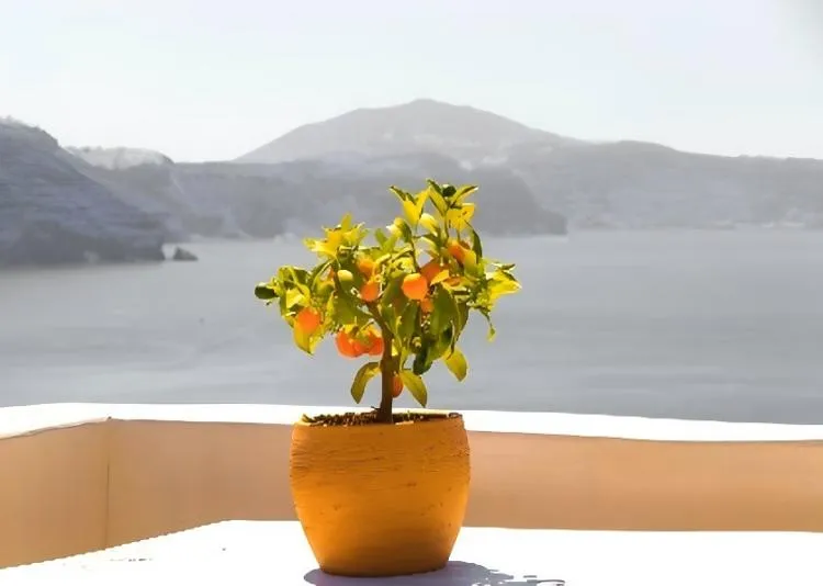 Are Some Pots Bad For Plants?