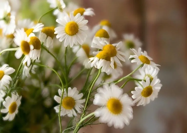 Are Galvanized Flower Pots Good For Plants?