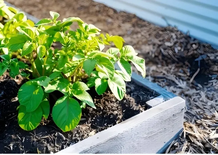 How Long Do Galvanized Planters Last?