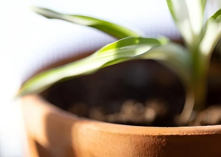Can I Plant Directly In A Galvanized Pot?