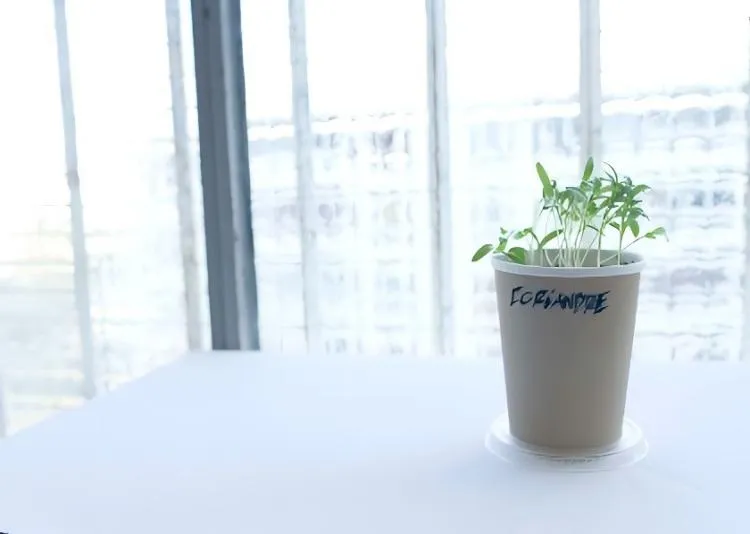 Is It Necessary To Line A Wooden Planter?