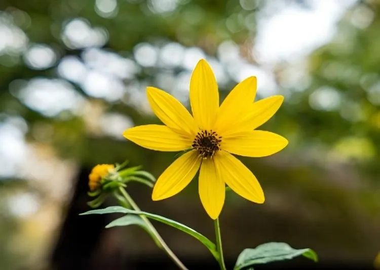How Do You Distress A Galvanized Flower Pot?